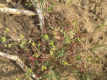 Euphorbiacea sulla duna - Euphorbia terracina