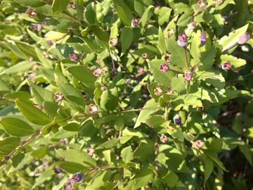 Arbusto sulle dune - Myrtus communis