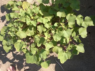 Erbacea sulle dune - Xanthium italicum