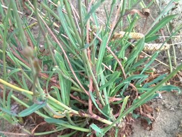 Asteracea sulle dune - Sonchus maritimus