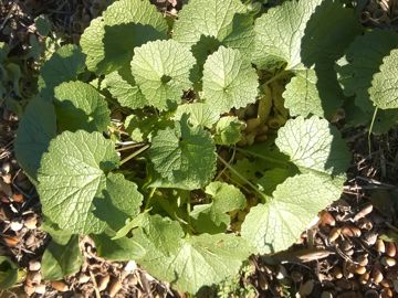 Solo foglie: Alliaria petiolata  (Brassicaceae)