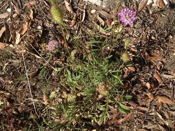 Sixalix atropurpurea  / Vedovina marittima