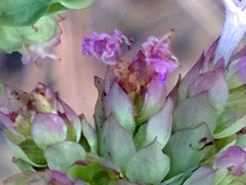 Un''altra pianta aromatica - Origanum vulgare