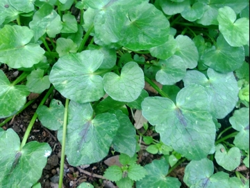 Albano Laziale : Ranunculus ficaria