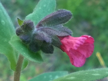 Boraginacea - Pulmonaria sp.