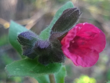 Boraginacea - Pulmonaria sp.