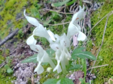 Albano Laziale : Lamium bifidum