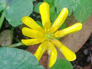 Albano Laziale : Ranunculus ficaria