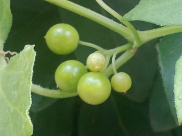 Bryonia cretica. subsp. dioica