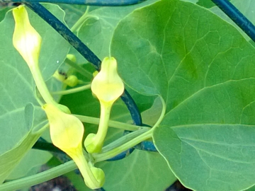 Aristolochia clematitis