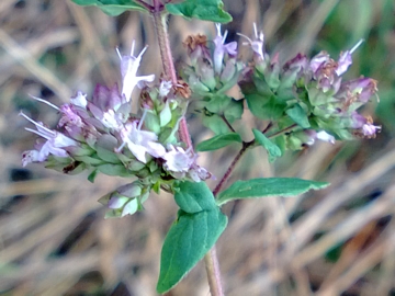 Un''altra pianta aromatica - Origanum vulgare