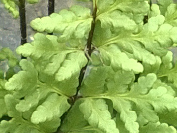 Oeosporangium pteridioides (=Cheilanthes maderensis) / Felcetta di Madera