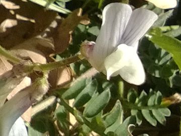 Vicia pseudocracca