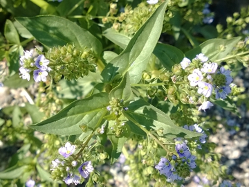 Veronica anagallis-acquatica