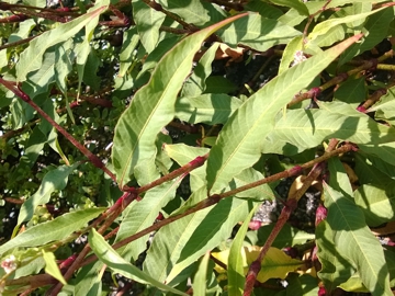 Polygonacea:  Persicaria cfr. lapathifolia