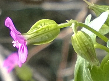 Geranium lucidum