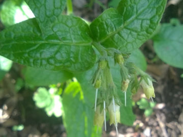 Symphytum sp. (Boraginales - Boraginaceae)