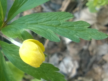 Anemonoides ranunculoides