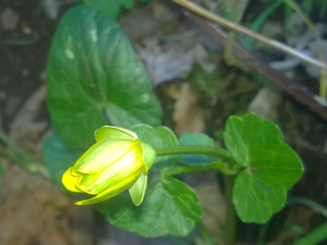 Ranunculus ficaria