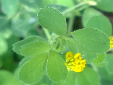 Medicago lupulina / Lupolina