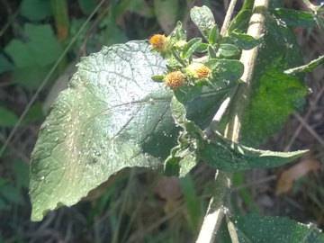 Capolino senza fiori ligulati - Inula conyzae