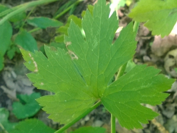 Ranunculus cfr. lanuginosus