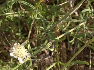 Pycnocomon rutifolium / Vedovina a foglie di ruta