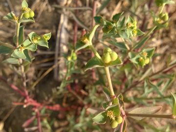 Euphorbiacea sulla duna - Euphorbia terracina