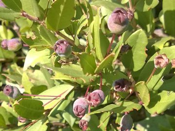 Arbusto sulle dune - Myrtus communis