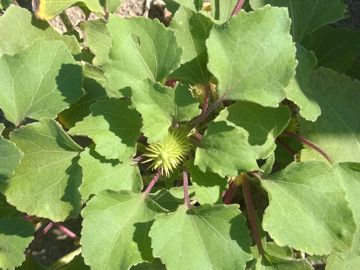 Erbacea sulle dune - Xanthium italicum