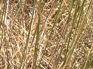 Graminacea sulle dune