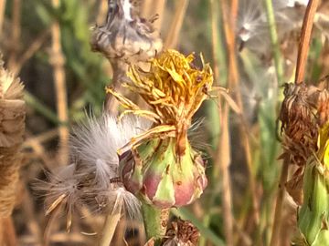 Asteracea sulle dune - Sonchus maritimus