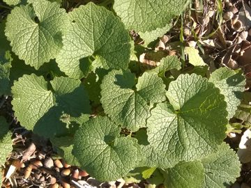 Solo foglie: Alliaria petiolata  (Brassicaceae)