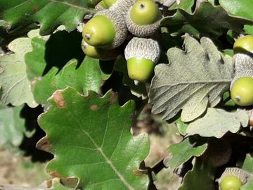 Quercia da determinare