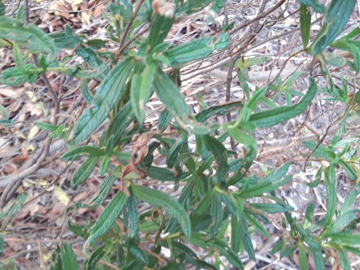 Cistus monspeliensis