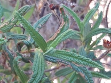 Cistus monspeliensis