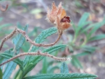 Cistus monspeliensis