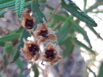 Cistus monspeliensis