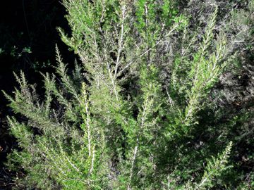 Erica cfr. arborea (Ericaceae)