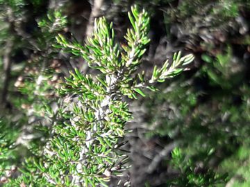 Erica cfr. arborea (Ericaceae)