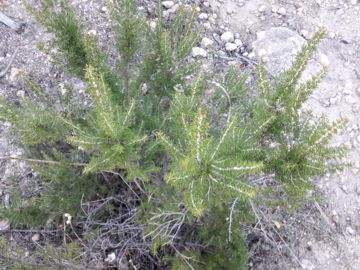 Erica cfr. arborea (Ericaceae)