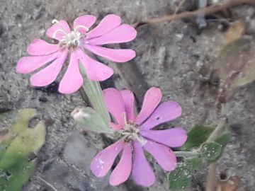 Silene colorata