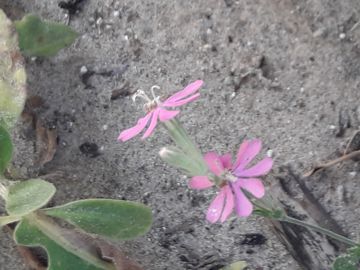 Silene colorata