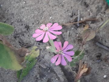 Silene colorata