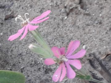 Silene colorata