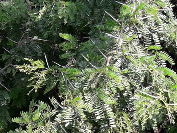 Acacia con grandi spine - Acacia karroo