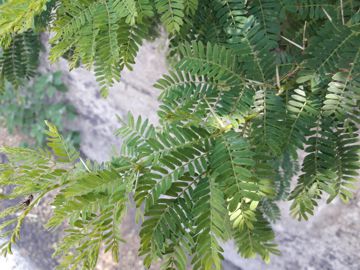 Acacia con grandi spine - Acacia karroo