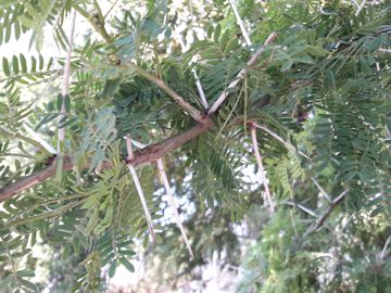 Acacia con grandi spine - Acacia karroo