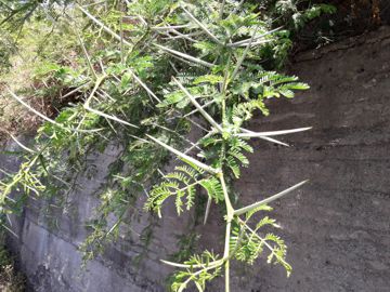 Acacia con grandi spine - Acacia karroo