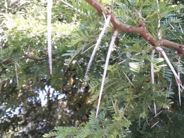 Acacia con grandi spine - Acacia karroo